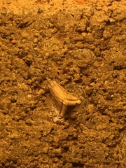 Microtheoris