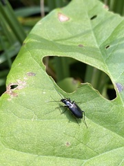 Platynini
