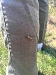 Conocephalus nigropleurum