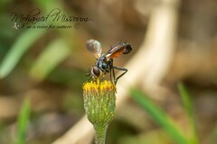 Cylindromyia intermedia