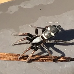 Sergiolus columbianus