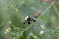 Carmenta pyralidiformis