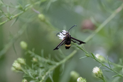 Carmenta pyralidiformis