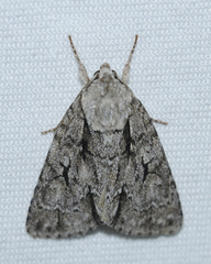 Acronicta hasta
