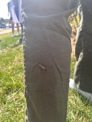 Conocephalus nigropleurum