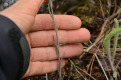 Boechera retrofracta