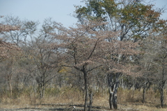 Combretum