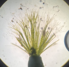 Cymopolia barbata