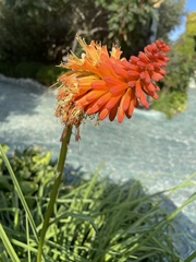 Kniphofia