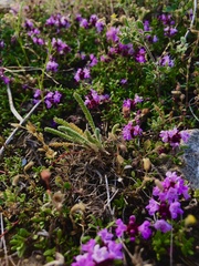 Thymus callieri