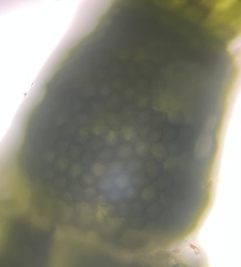 Cymopolia barbata