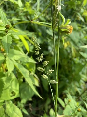 Beckmannia eruciformis