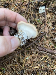 Hydnum washingtonianum