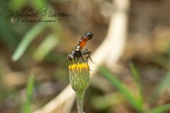 Cylindromyia intermedia