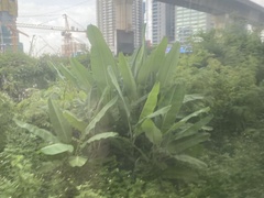 Musa