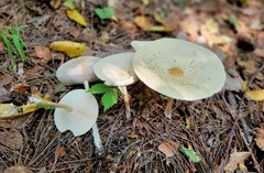 Melanoleuca alboflavida