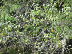 Malus fusca