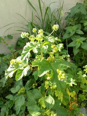 Fuertesimalva limensis