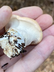 Hydnum washingtonianum