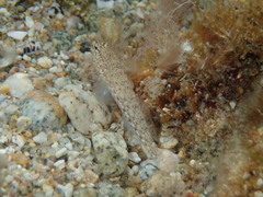 Gobius incognitus