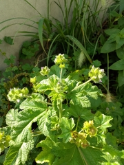 Fuertesimalva limensis