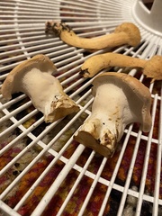 Hydnum washingtonianum