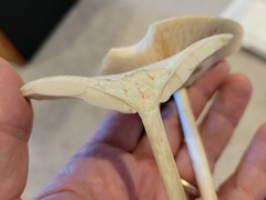 Melanoleuca alboflavida