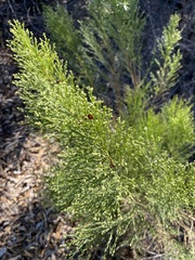 Baccharis sarothroides