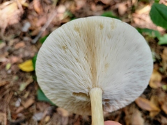 Melanoleuca alboflavida