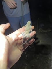 Callisaurus draconoides