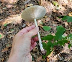 Melanoleuca alboflavida