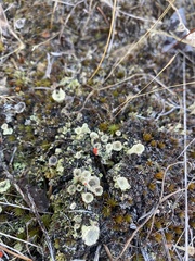 Cladonia pleurota