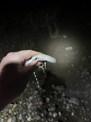 Callisaurus draconoides