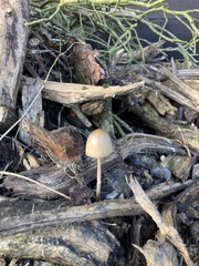 Panaeolus semiovatus