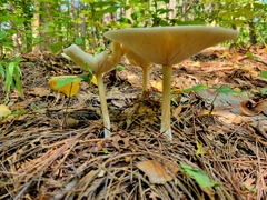 Melanoleuca alboflavida