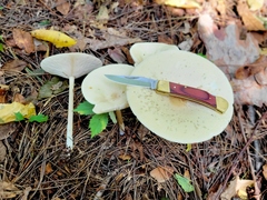 Melanoleuca alboflavida