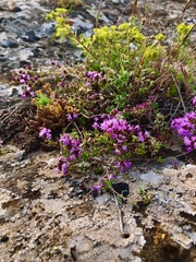Thymus callieri