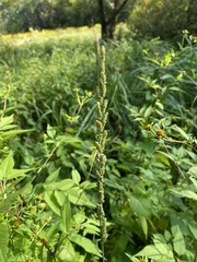 Beckmannia eruciformis