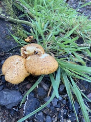 Gymnopilus junonius
