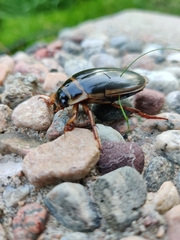 Dytiscus marginalis