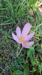 Colchicum autumnale