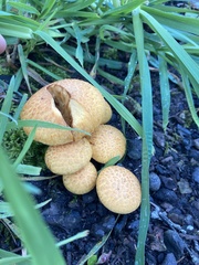 Gymnopilus junonius