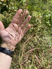 Sorghum halepense
