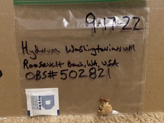 Hydnum washingtonianum