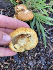 Gymnopilus junonius