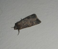 Agrotis segetum