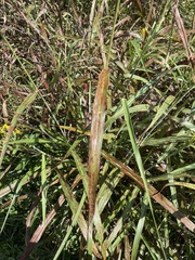 Sorghum halepense