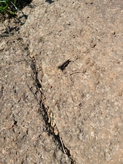 Trimerotropis verruculata