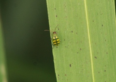 Diabrotica balteata
