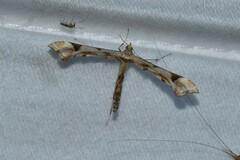 Platyptilia